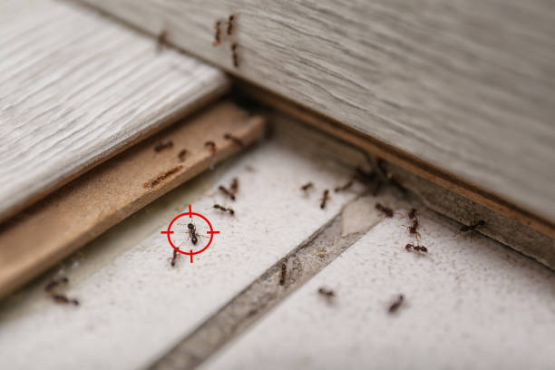 Best Pest Removal Services  in Portola Valley, CA