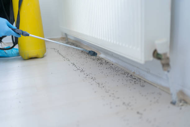 Best Local Pest Control Services  in Portola Valley, CA